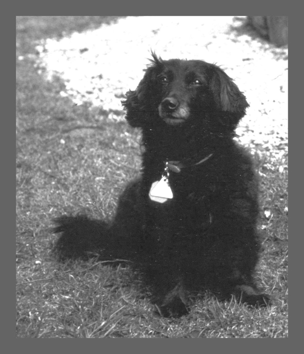 Susi der Hund draußen fotografiert in schwarz und weiß