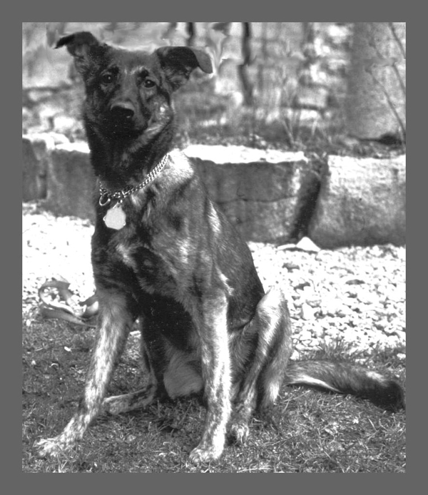 Tina der Hund draußen fotografiert in schwarz und weiß